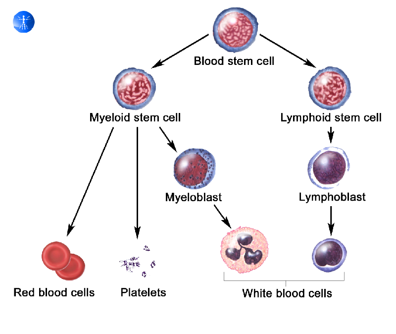 Pilihan Terbaik: Terapi Stem Cell di Surabaya