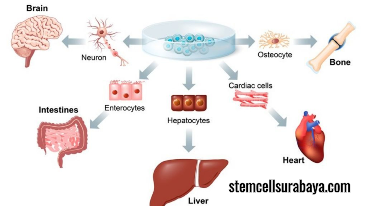 Pilihan RS dengan Layanan Terapi Stem Cell Terbaik di Indonesia