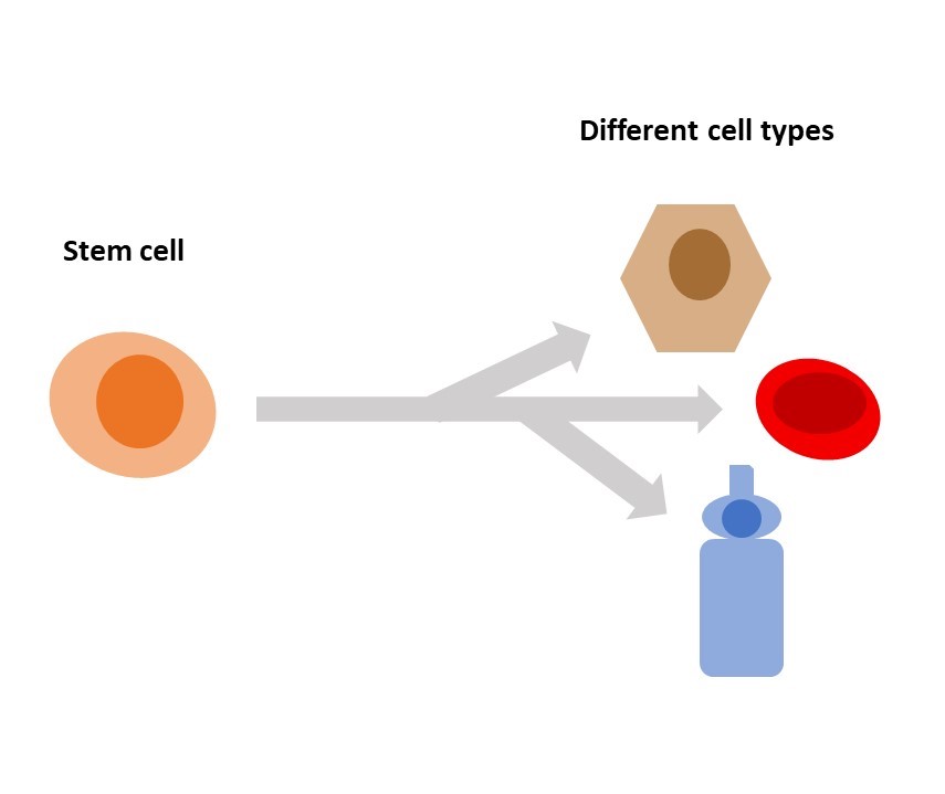 Cara Kerja Stem Cell dan Berbagai Penyakit yang Bisa Diatasi