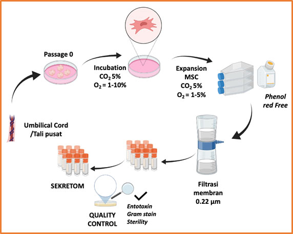 Daftar Harga Terapi Stem Cell Terbaru 2025