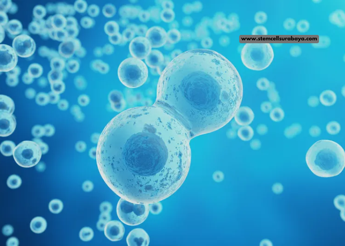 5 Fakta Stem Cell yang Perlu Anda Ketahui