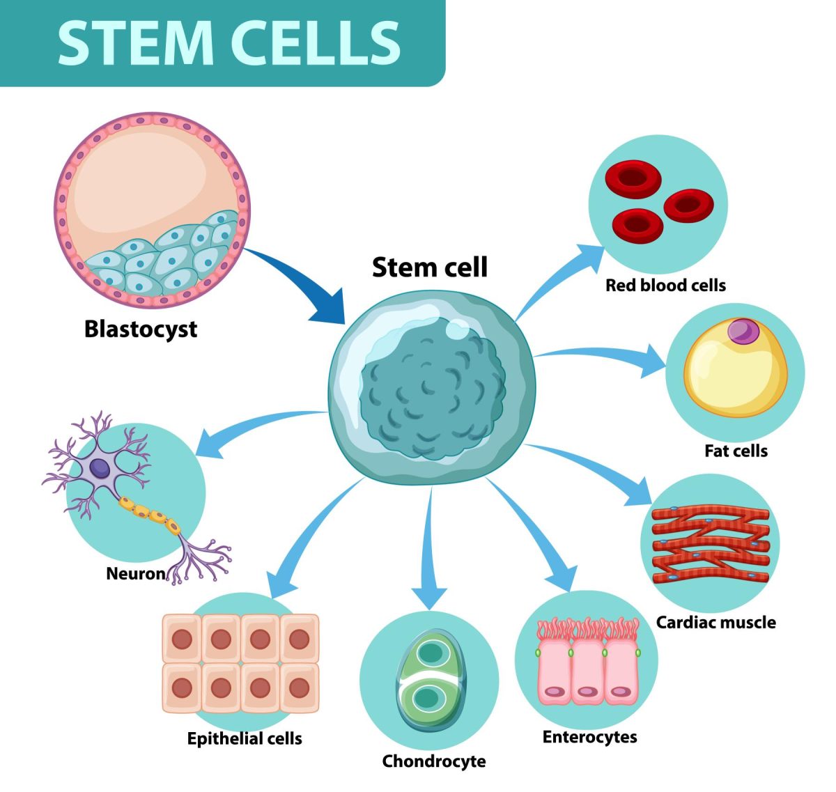Transplantasi Sel Punca: Terobosan Terapi Regeneratif untuk Penyembuhan dan Pemulihan