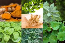 Herbal untuk Kesehatan: Mengapa Penggunaan Ramuan Alami Semakin Populer?