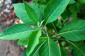 Herbal: Manfaat Tanaman untuk Kesehatan Tubuh Anda
