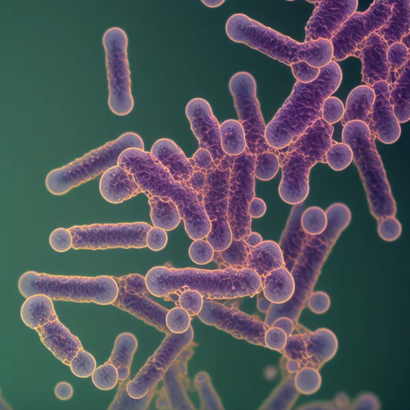 Peran Probiotik dalam Menjaga Kesehatan Usus