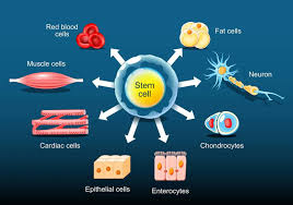 Kesehatan Stem Cell dengan Manfaat Penting bagi Masa Depan