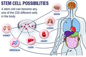 Stem Cell untuk Kesehatan Tubuh: Fakta Mengejutkan yang Belum Banyak Orang Tahu