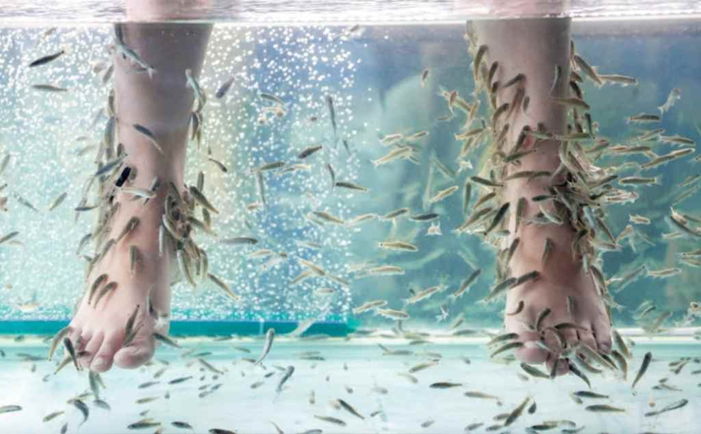 Terapi Ikan: Sensasi Relaksasi dan Kesehatan untuk Tubuh dan Pikiran