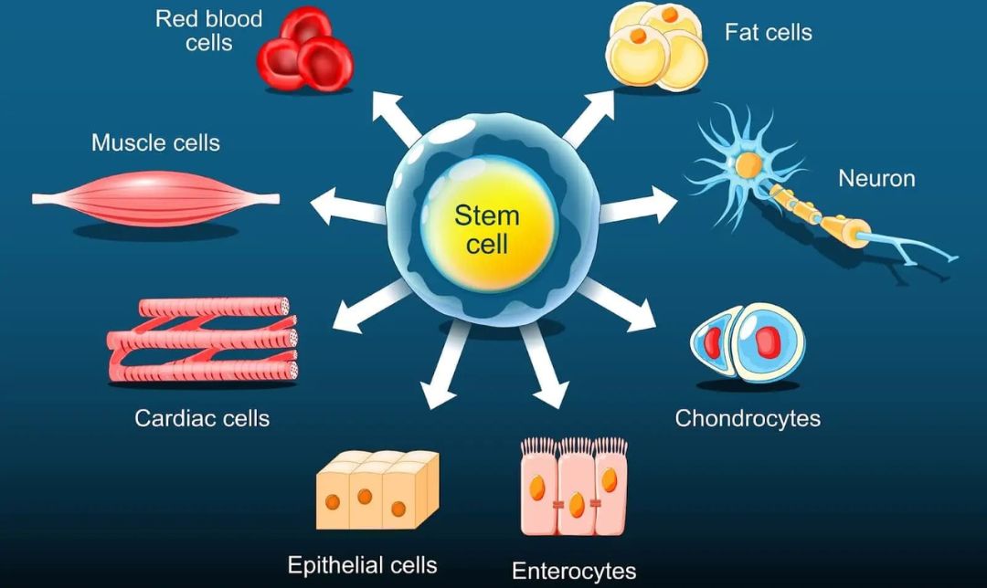 Terapi Stem Cell: Solusi Modern untuk Penyembuhan Berbagai Penyakit